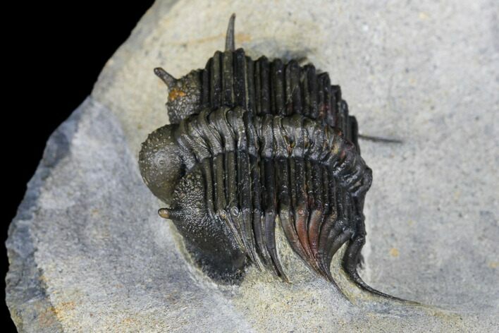 Spiny Cyphaspides Ammari Trilobite - Rare Species #179902